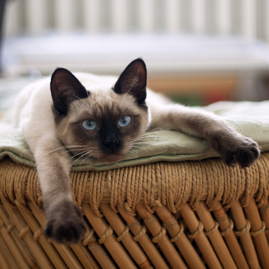 5 Tips to Make your Furniture Last Longer Even If You Are a Cat Owner - Panther Armor