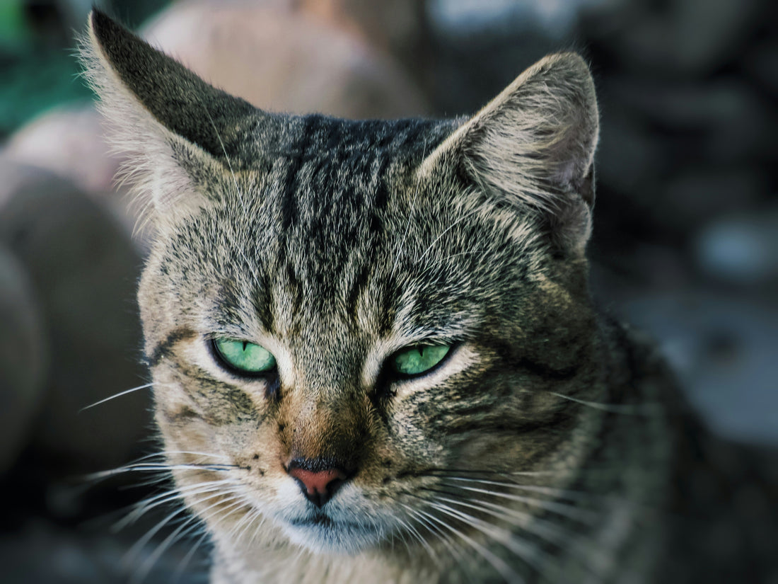 Why Do Cats Scratch? Understanding Your Feline's Natural Behaviors