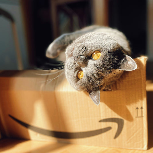 Moving with Cats: A Stress-Free Guide to Protecting Your New Home (And Your Security Deposit!)